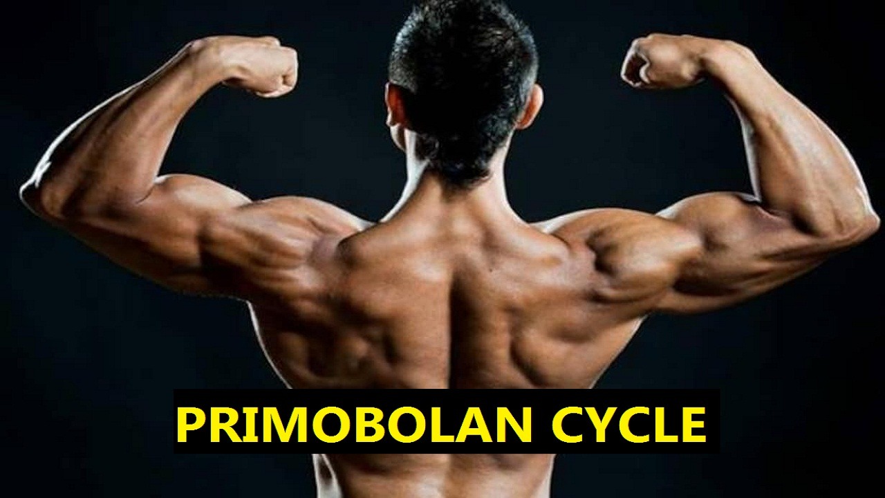Primobolan Cycle