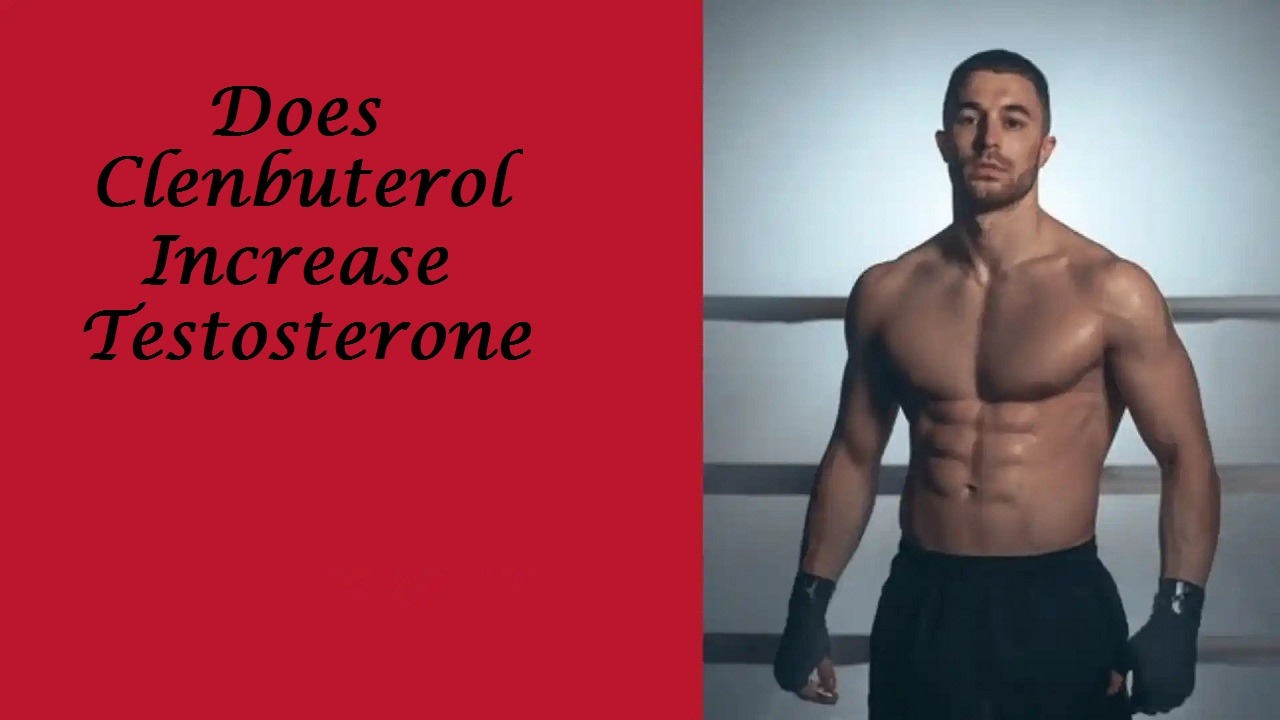 Does Clenbuterol Increase Testosterone